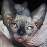 Bébé sphynx les Elfes du Lac