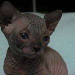 Bébé sphynx les Elfes du Lac