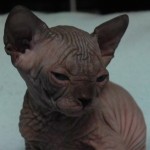 Bébé sphynx les Elfes du Lac