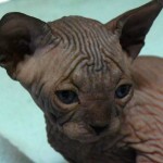 Bébé sphynx les Elfes du Lac