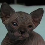 Bébé sphynx les Elfes du Lac