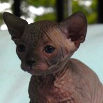 Bébé sphynx les Elfes du Lac