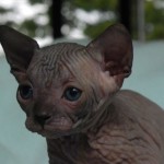 Bébé sphynx les Elfes du Lac