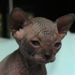 Bébé sphynx les Elfes du Lac