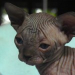 Bébé sphynx les Elfes du Lac