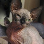 Bébé sphynx les Elfes du Lac