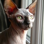 Bébé sphynx les Elfes du Lac