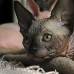 Bébé sphynx les Elfes du Lac