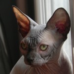 Bébé sphynx les Elfes du Lac