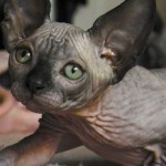 Bébé sphynx les Elfes du Lac