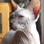 Bébé sphynx les Elfes du Lac