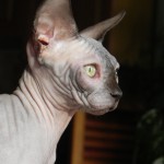 Bébé sphynx les Elfes du Lac