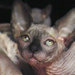 Bébé sphynx les Elfes du Lac