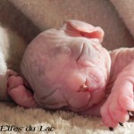 Bébé sphynx les Elfes du Lac