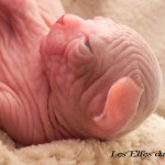 Bébé sphynx les Elfes du Lac