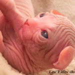 Bébé sphynx les Elfes du Lac