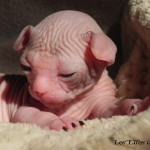 Bébé sphynx les Elfes du Lac