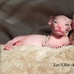 Bébé sphynx les Elfes du Lac