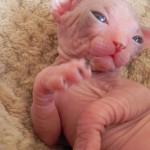 Bébé sphynx les Elfes du Lac