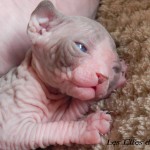 Bébé sphynx les Elfes du Lac