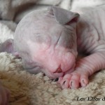 Bébé sphynx les Elfes du Lac