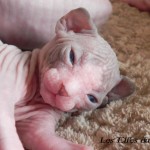 Bébé sphynx les Elfes du Lac