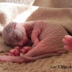 Bébé sphynx les Elfes du Lac