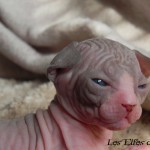 Bébé sphynx les Elfes du Lac