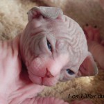 Bébé sphynx les Elfes du Lac