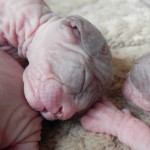 Bébé sphynx les Elfes du Lac