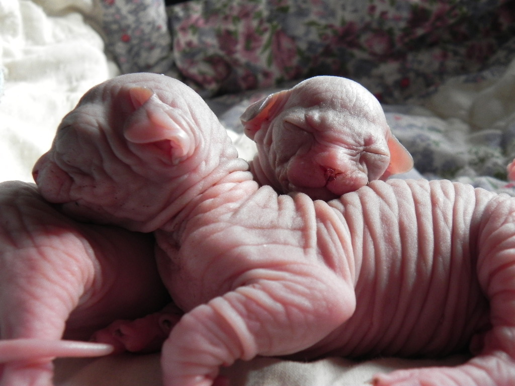 Bébés sphynx Les Elfes du Lac