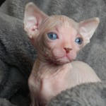 Fille sphynx les Elfes du Lac