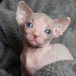 Fille sphynx les Elfes du Lac