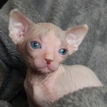 Fille sphynx les Elfes du Lac