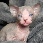 Fille sphynx les Elfes du Lac