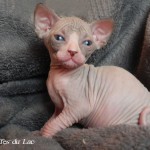 Fille sphynx les Elfes du Lac