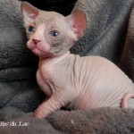 Fille sphynx les Elfes du Lac