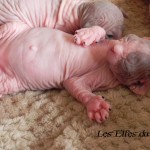 Bébé sphynx les Elfes du Lac