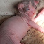 Bébé sphynx les Elfes du Lac