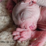 Bébés sphynx Les Elfes du Lac