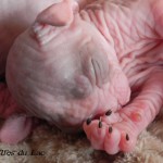 Bébés sphynx Les Elfes du Lac