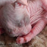 Bébés sphynx Les Elfes du Lac