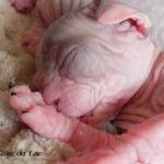 Bébés sphynx Les Elfes du Lac