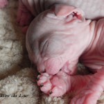 Bébés sphynx Les Elfes du Lac