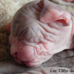 Bébé sphynx les Elfes du Lac