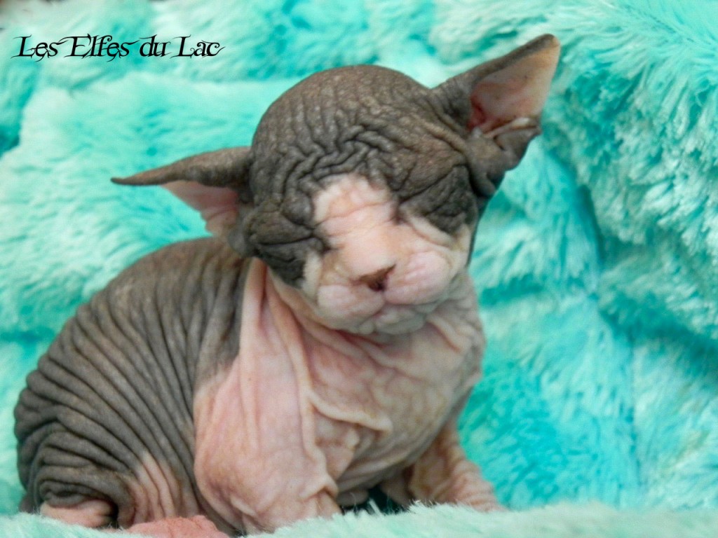 Elladan d'Imladris chaton sphynx des Elfes du Lac