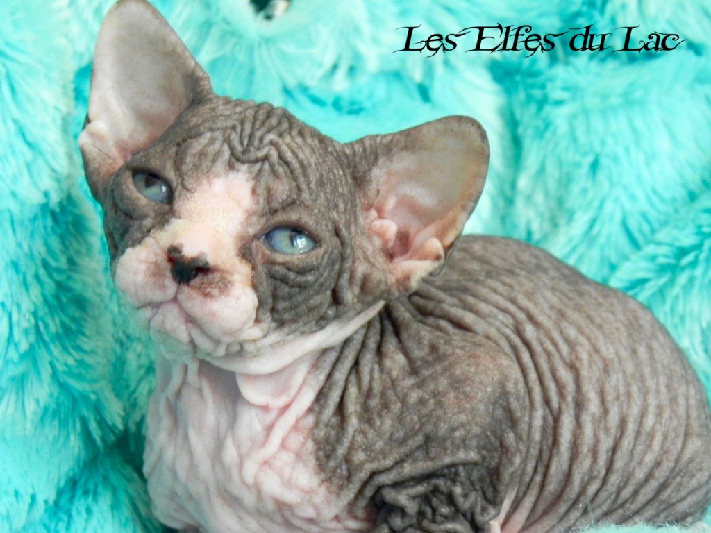 Elrohir, chaton sphynx des Elfes du Lac