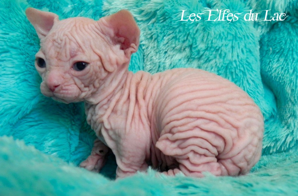 Hasufel, chaton sphynx des Elfes du Lac