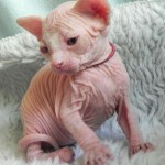 Bébés sphynx blancs des Elfes du Lac