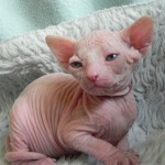 Bébés sphynx blancs des Elfes du Lac